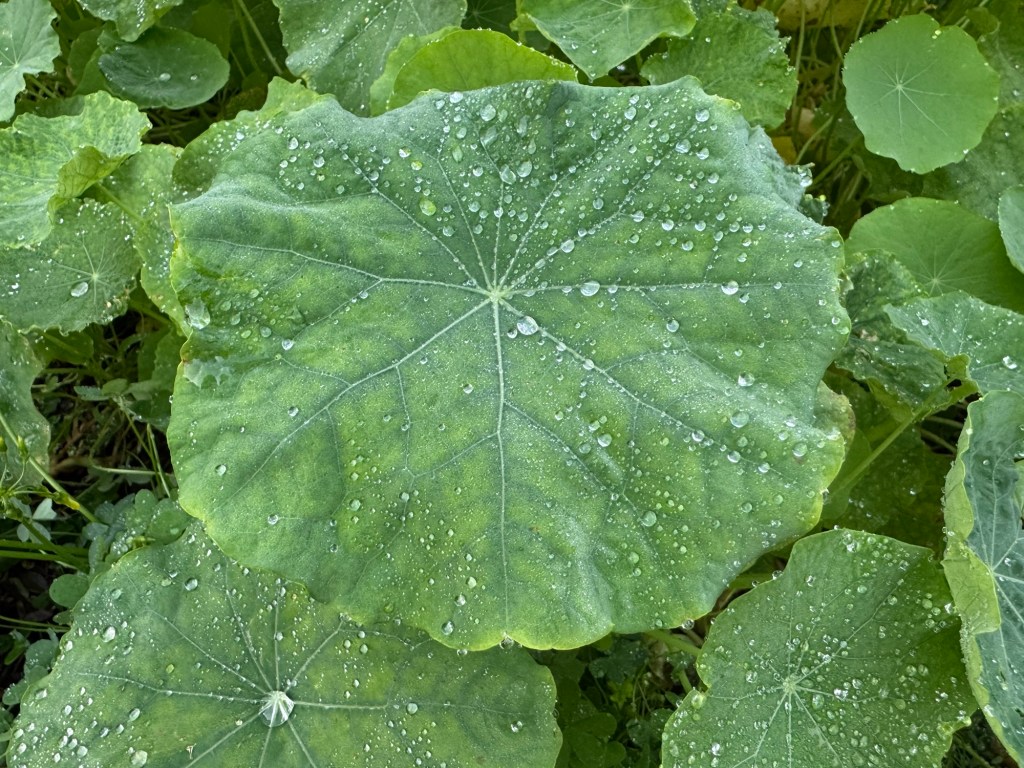 Water Droplets On A Nasturtium&nbsp;Leaf