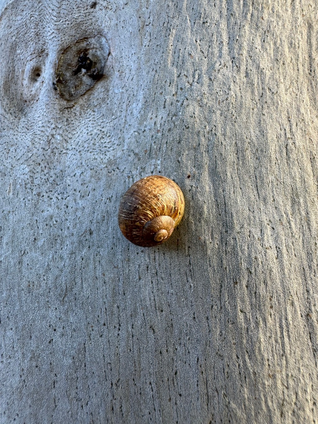 Snails On The&nbsp;Greenbelt