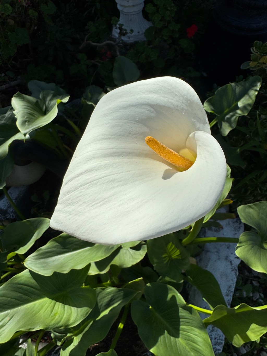 A Lily From My&nbsp;Yard